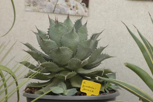 Agave guadalajarana $ 