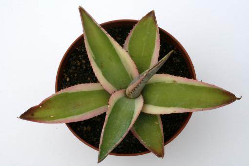 Agave guiengola f. marginata 