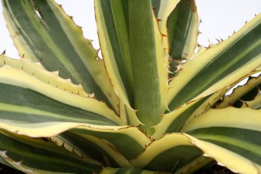 Agave lophantha f. variegata 