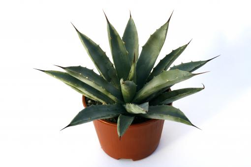 Agave macroacantha 