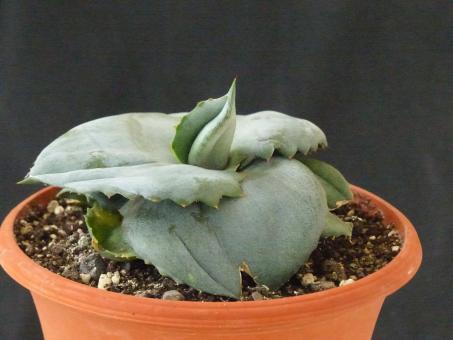 Agave marmorata cv. Papilio Platanoides 