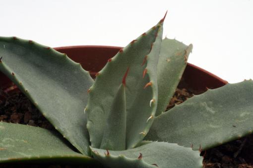 Agave neomexicana *1^ SB105 Sacramento Mts., Otero Co., NM, USA 