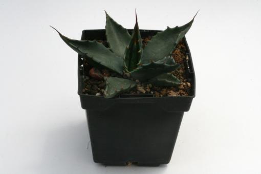 Agave neomexicana *1^ SB105 Sacramento Mts., Otero Co., NM, USA 