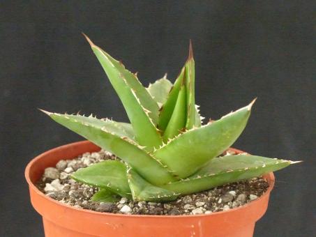 Agave nizandensis Oaxaca, Mexico 