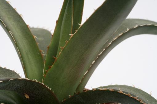 Agave obscura 