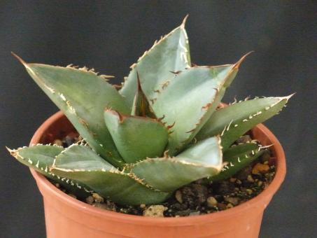 Agave oteroi Oaxaca, MEX 