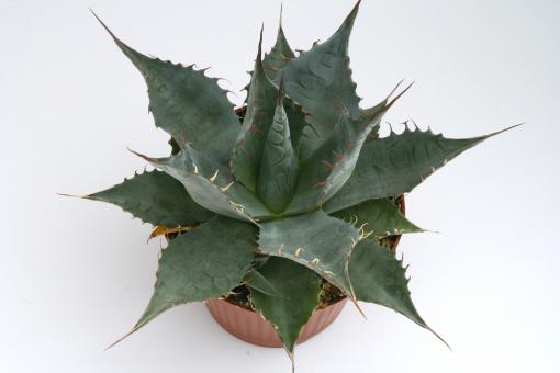 Agave parrasana Meat Claw 