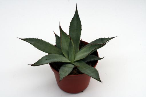 Agave parryi *2^ Young, AZ, USA, 2073m 