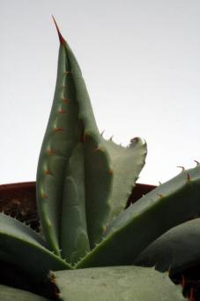 Agave parryi v. couesii *2^ 