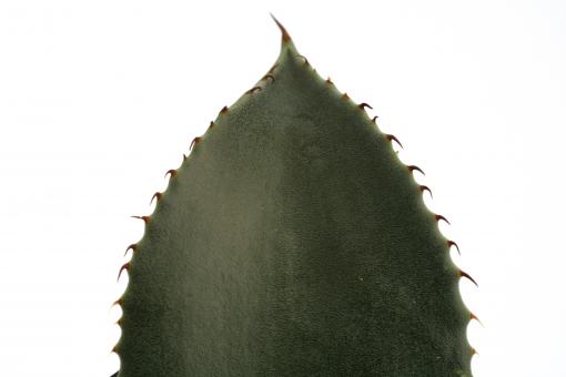 Agave parryi v. couesii *2^ Sedona, AZ, USA 