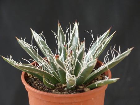 Agave polianthiflora Chihuaua, Sonora, Mex. 