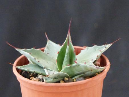 Agave ssp. Azul Monterrey *2^ 