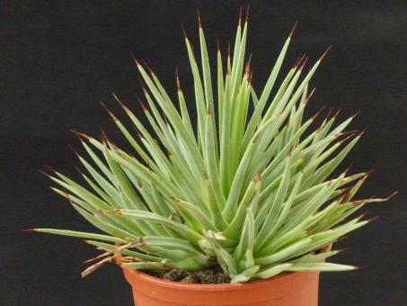 Agave striata f. minima 