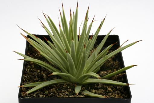 Agave stricta v. nana Minas Asbestos, Tam, MEX 