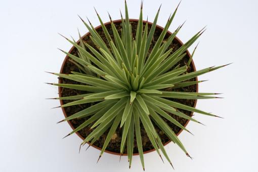 Agave stricta v. nana Minas Asbestos, Tam, MEX 