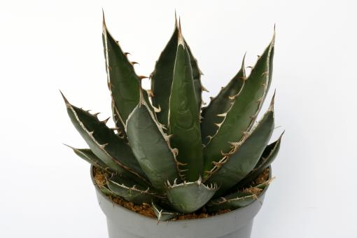 Agave titanota 