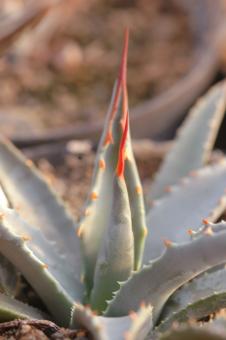 Agave utahensis v. kaibabensis *1^ 