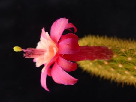 Akersia roseiflora Hybride Weixdorf 