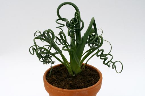 Albuca spiralis RSA 