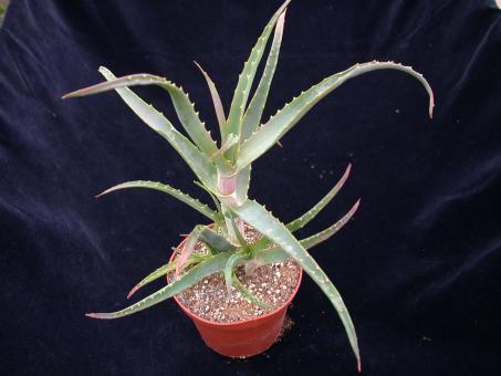 Aloe arborescens % 