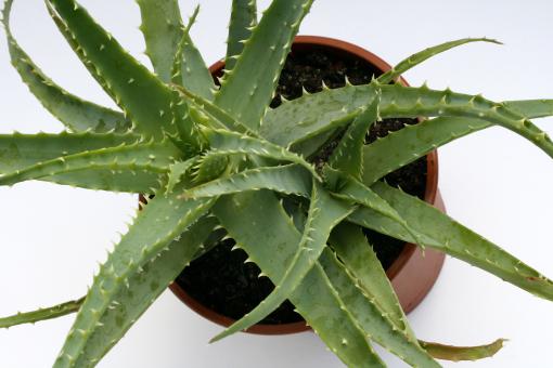 Aloe arborescens % 