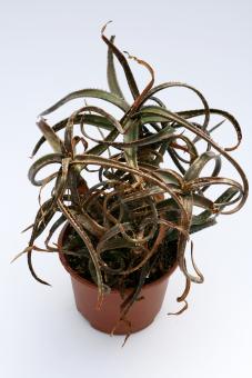 Aloe bakeri § Madagascar 