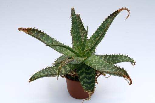 Aloe branddraaiensis 