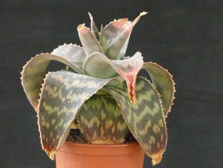 Aloe burgersfortensis 