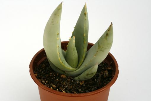 Aloe claviflora 