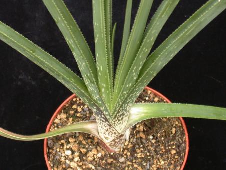 Aloe cooperi 