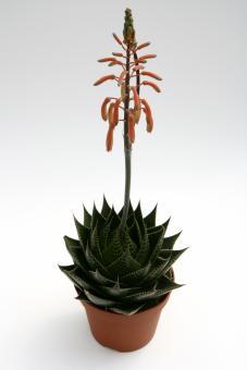 Aloe Cosmo 