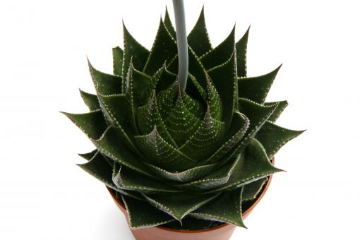 Aloe Cosmo 