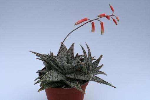 Aloe Doran Black $ 