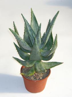 Aloe ferox % 
