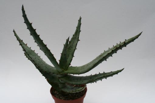 Aloe ferox % 
