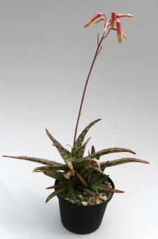 Aloe fragilis § 