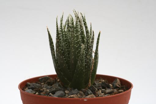 Aloe haworthioides § 