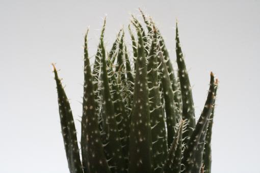 Aloe haworthioides § Madagascar 