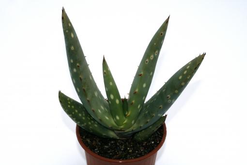 Aloe littoralis RH3326 Hardap Maltahöhe, Namibia, 1400m 