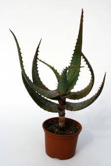 Aloe microstigma RH3358a Südafrika 