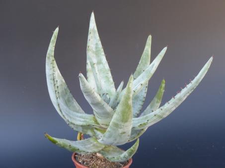 Aloe petricola 