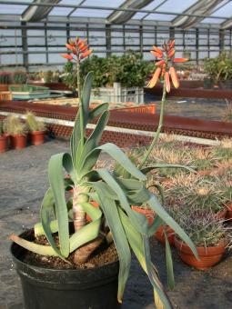 Aloe plicatilis Y. 