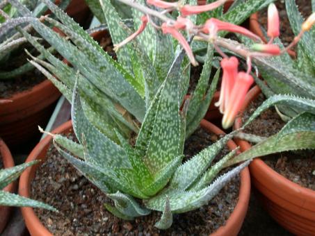 Aloe rauhii § Madagascar 