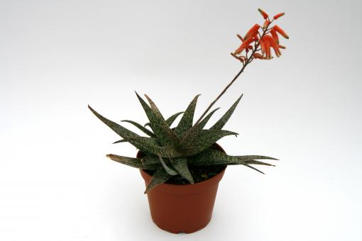 Aloe rauhii § Madagascar 