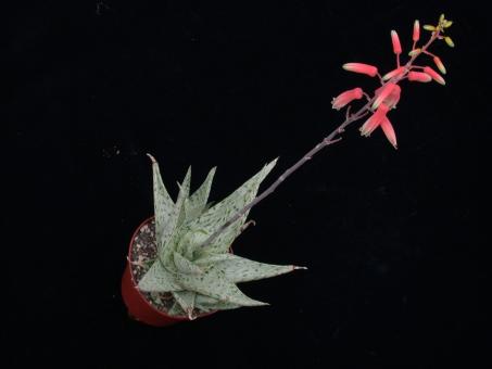 Aloe rauhii Snowflake § Madagascar 