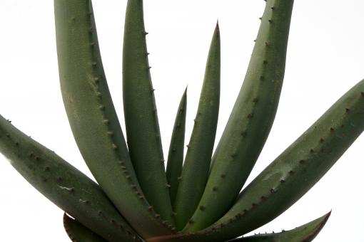 Aloe vaombe 