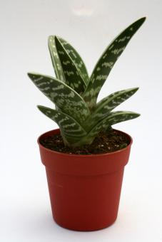 Aloe variegata RSA 
