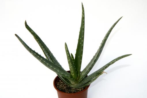 Aloe vera es. % 