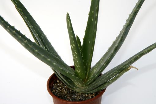 Aloe vera es. % 