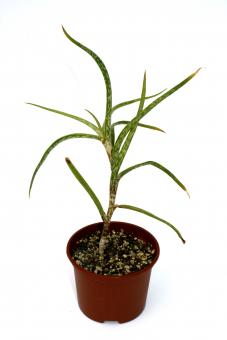 Aloe yemenica 